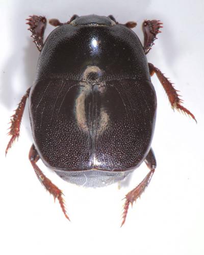 Saprinus furvus